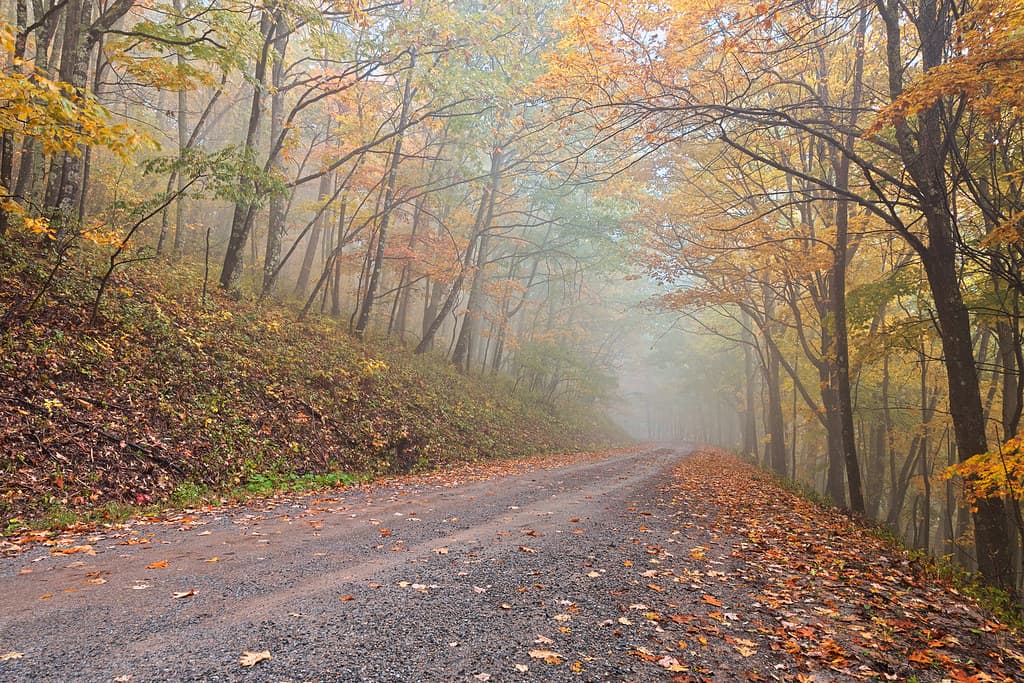 Highland forest road near Davis, West Virginia
